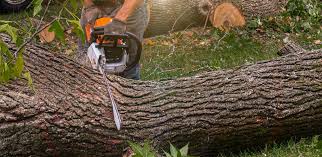 Best Tree Risk Assessment  in Windsor, PA
