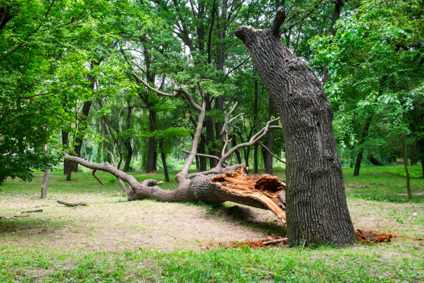 Best Lawn Pest Prevention  in Windsor, PA