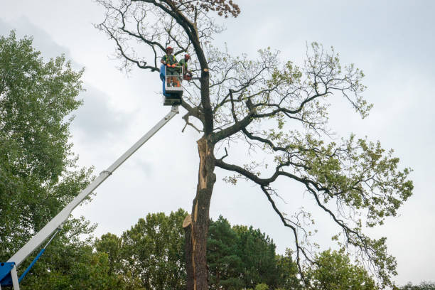 Professional Tree Care in Windsor, PA