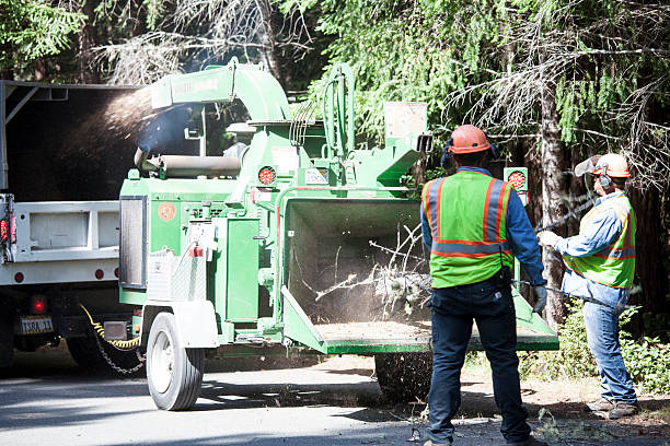 Best Palm Tree Trimming  in Windsor, PA