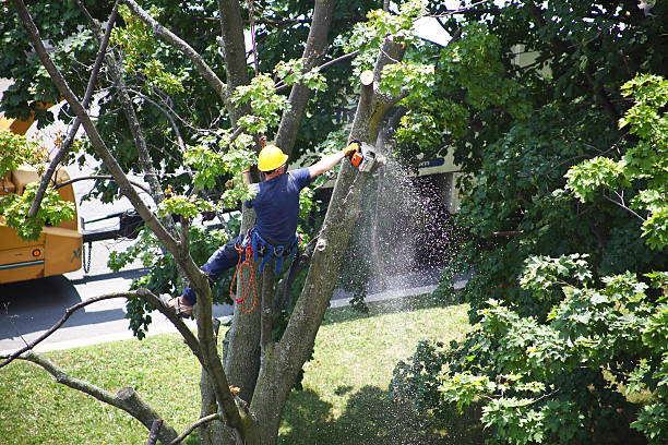 Best Commercial Tree Services  in Windsor, PA