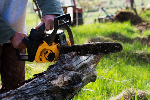 How Our Tree Care Process Works  in  Windsor, PA